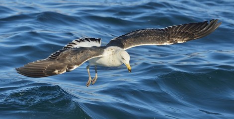 Flying Juvenile Kelp gull (Larus dominicanus), also known as the Dominican gull and Black Backed Kelp Gull. Natural blue water background of ocean . False Bay, South Africa