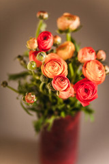 Ranunculuses Bouquet in the red vase on a blured beige background