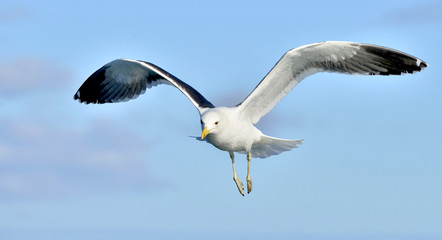 Flying adult Kelp gull (Larus dominicanus), also known as the Dominican gull and Black Backed Kelp Gull. Natural blue sky background. False Bay, South Africa