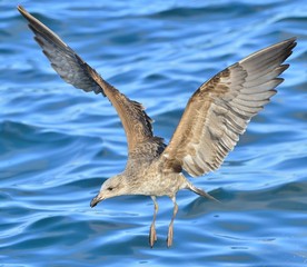 Flying Kelp gull (Larus dominicanus), also known as the Dominica