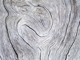 Wood texture. Gray timber board with weathered crack lines.