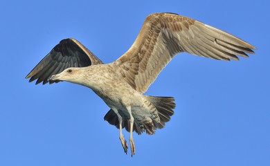 Flying Kelp gull (Larus dominicanus), also known as the Dominica