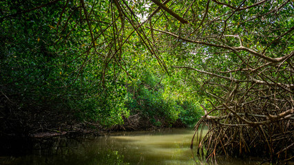 Mangrove de Celestun