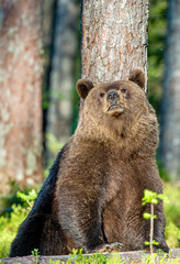 Wild Brown Bear ( Ursus Arctos ) in the summer forest. Green natural background