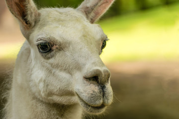 Fototapeta premium Portrait of Lama guanicoe
