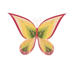 beautiful butterflies, isolated on a white