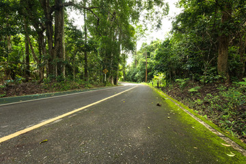 Fototapeta premium National park street at deep forest