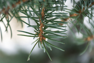 Naklejka na ściany i meble Spruce branch in the forest