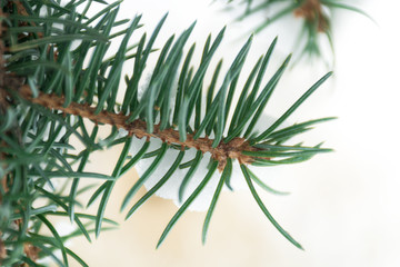 Snow on spruce branch