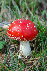 AMANITAS MUSCARIA