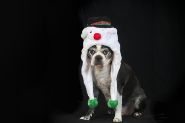 Boston terrier dog with Christmas disguise in front of black backdrop