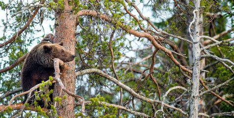 She-bear  having scented danger, got on a Pine tree. Brown Bear (Ursus arctos). Spring forest.