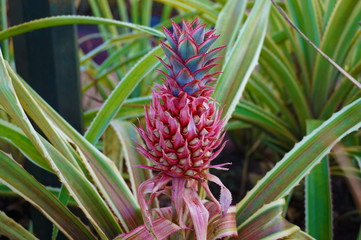 Obraz premium Pink Pineapple