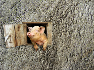 pig looks out from window on the stony wall