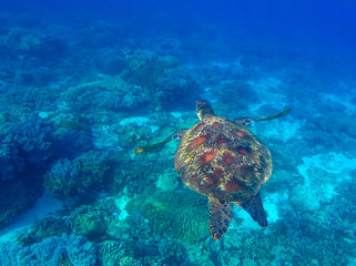 Sea turtle underwater in blue tropical lagoon