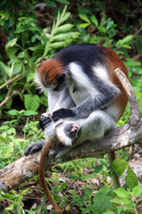 Red monkey with puppy in Jozani Forest - Zanzibar