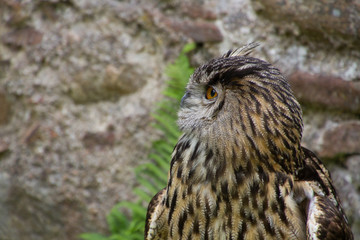 Portrait of eagle owl