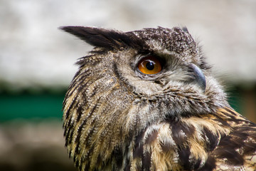Portrait of eagle owl