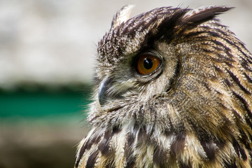 Obraz premium Portrait of eagle owl