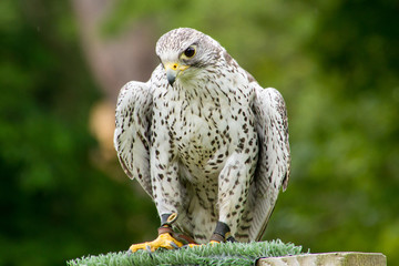 white falcon in Scotland