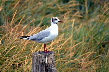 The lone seagull