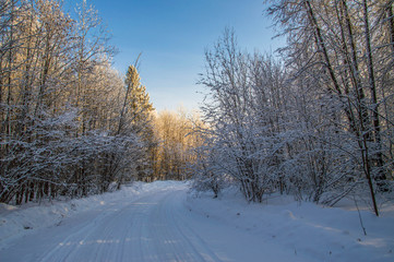 sunny weather . Winter forest landscape, snow