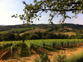Fototapeta na wymiar Tuscan vineyard