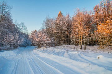 sunny weather . Winter forest landscape, snow