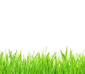 Fototapeta premium Green grass