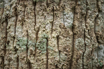 Macrolichen growing on tree trunk