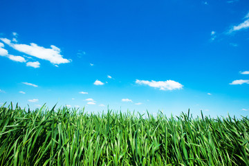 green field and blue sky