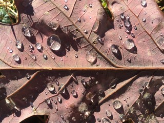 sunlit fallen oak leaf after rain