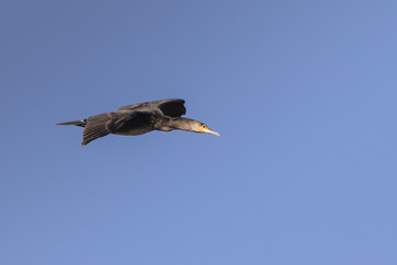 Il cormorano