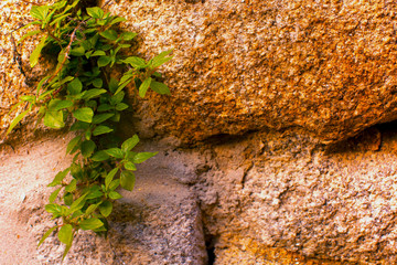 The texture of the stone and green plant