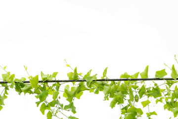 Ivy green with leaf on isolate white background