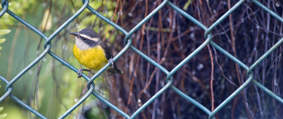 Bananaquit bird perched on fence grid