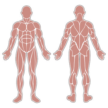 Human body muscles