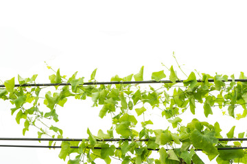 Ivy green with leaf on isolate white background