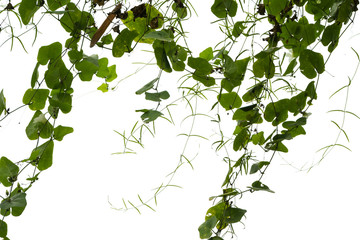 Ivy green with leaf on isolate white background