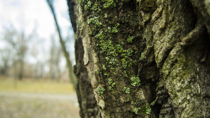 Obraz premium nature, texture, background