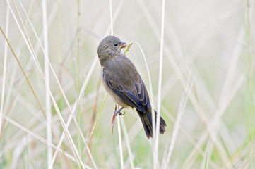 Female of the double-collared seedeater perched on grass stalk