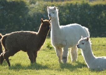 Three Llamas in a Field © grahamspics