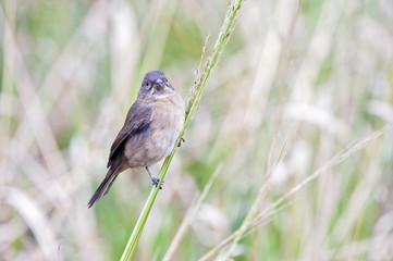 Female of the double-collared seedeater perched on grass stalk