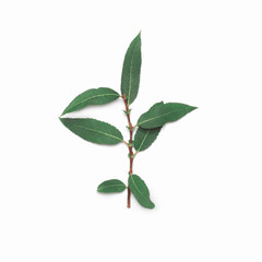 Green plant part branch willow leafs stem isolated on white back