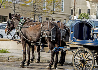 Fototapeta na wymiar Team of mules pulling carriage in downtown Charleston.