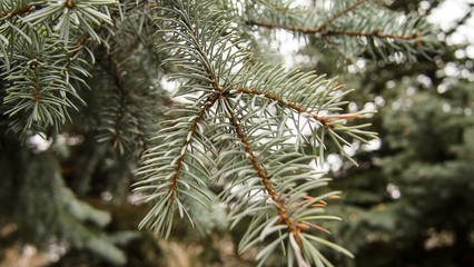 nature, texture, background