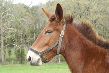 mule profile