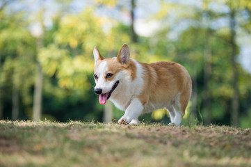 Naklejka na ściany i meble The corgi dog on the grass in the park