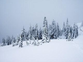 Winter Snowshoe