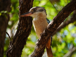 Kookaburra Blue-winged